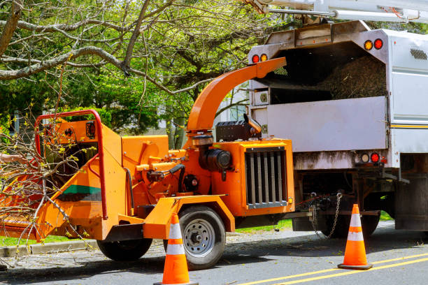 The Steps Involved in Our Tree Care Process in San Miguel, CA